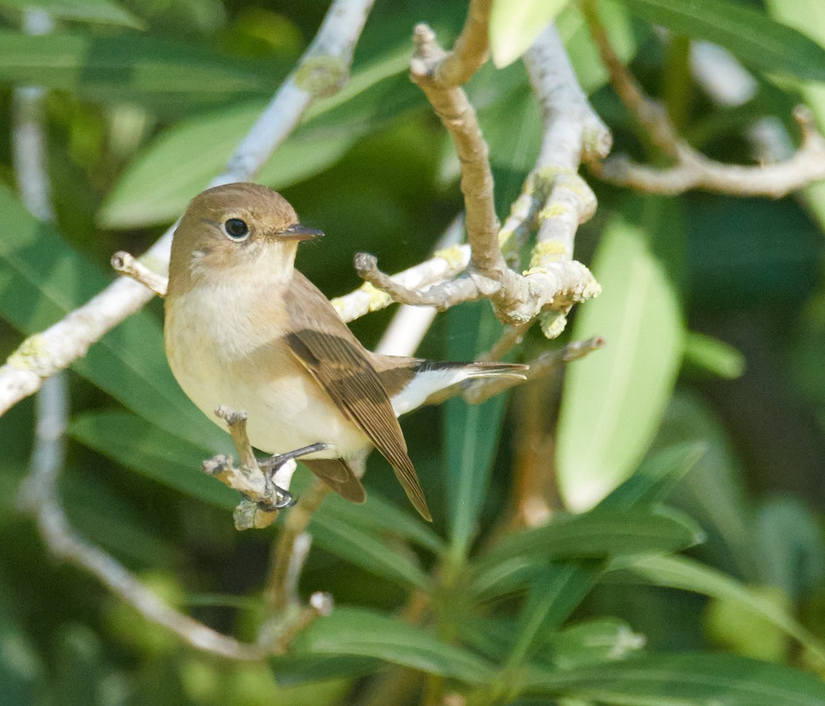 Red-breasted Flycatcher - ML644588948