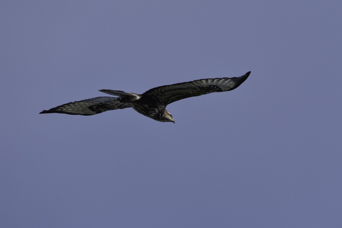 Common Buzzard (Steppe) - ML644588950