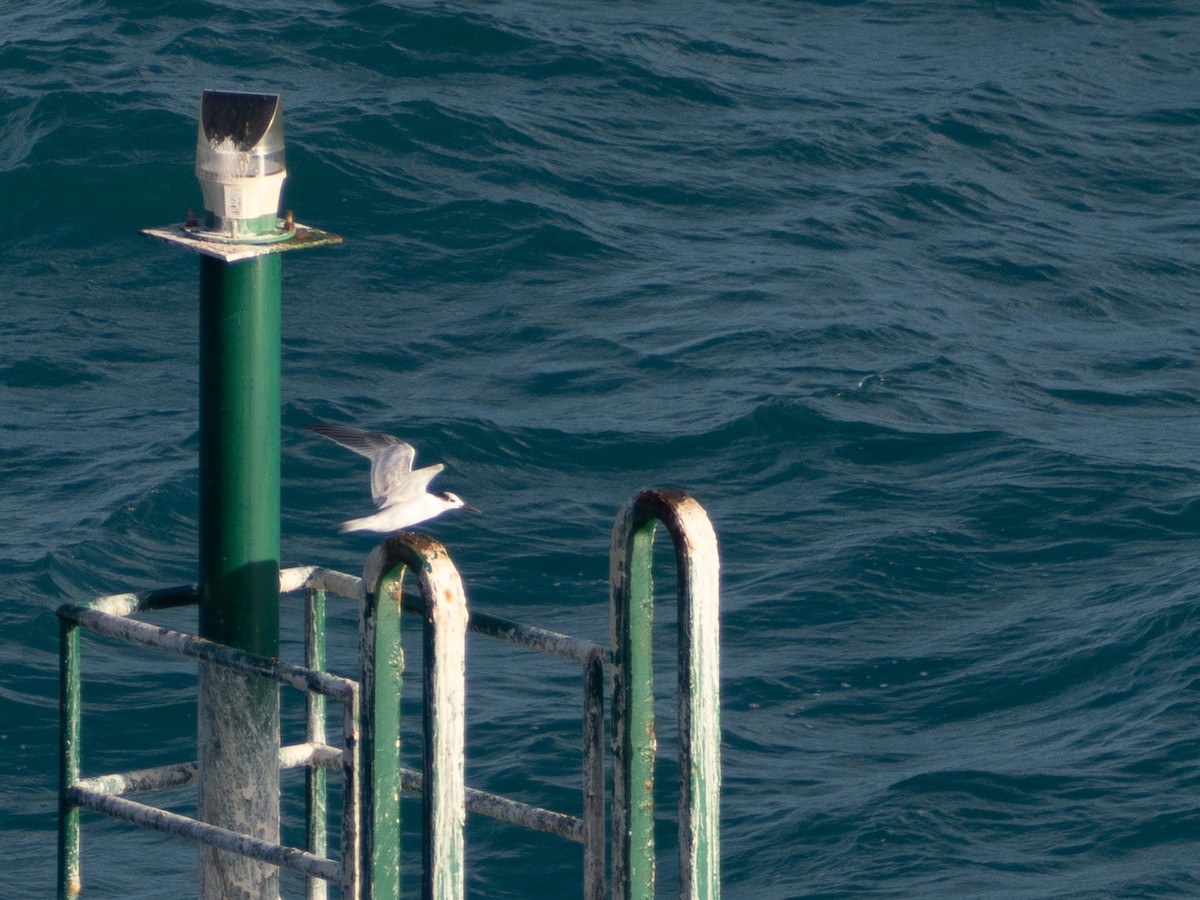 Sandwich Tern - ML644588953