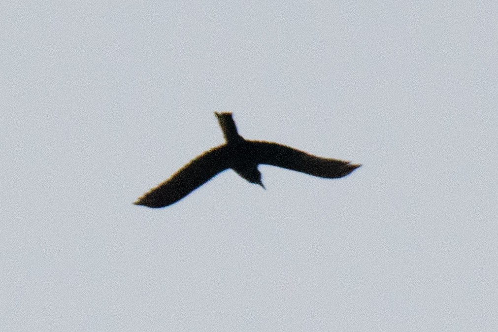 House Crow - ML644588954