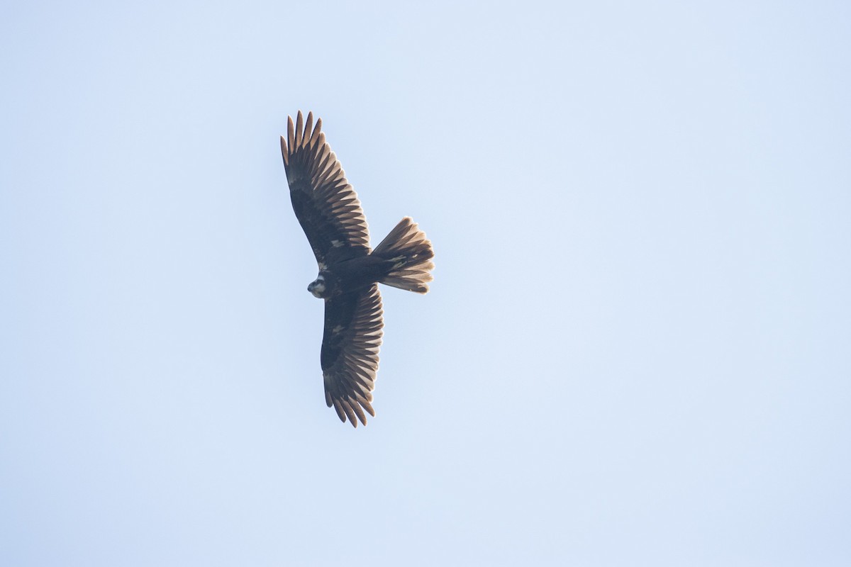 Western Marsh Harrier - ML644588957