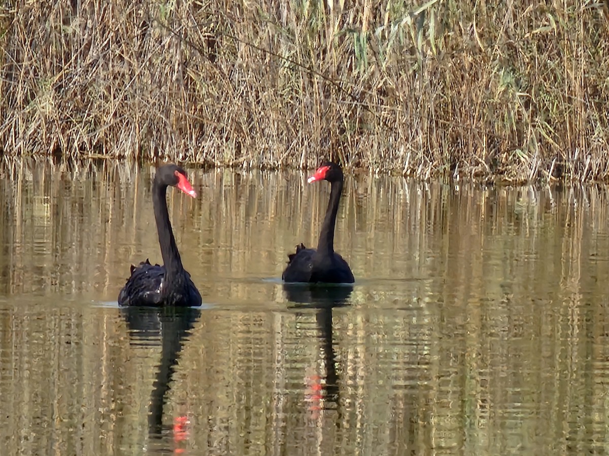 Black Swan - ML644588958