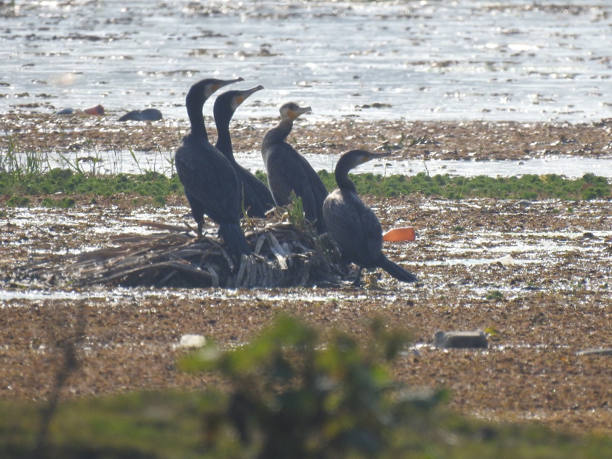 Great Cormorant - ML644588959