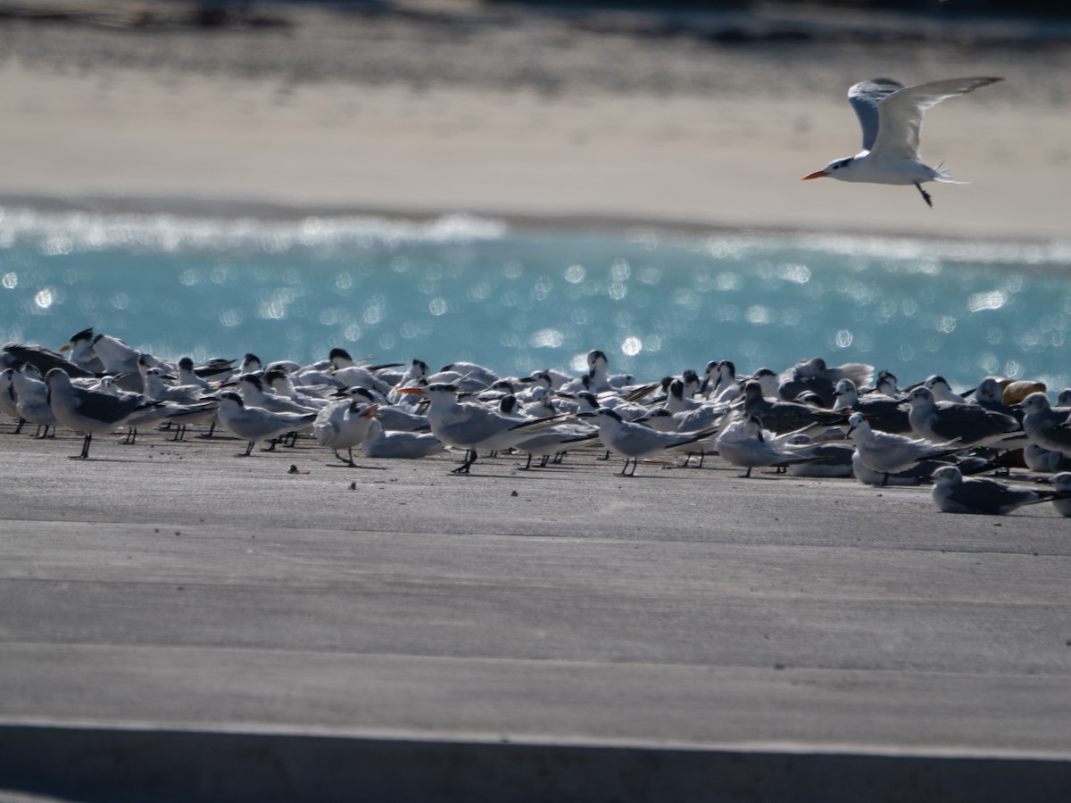 Sandwich Tern - ML644588960