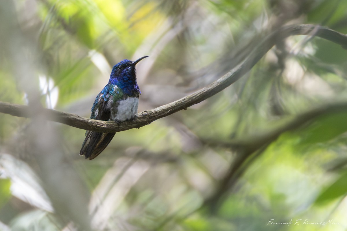 White-necked Jacobin - ML644588961