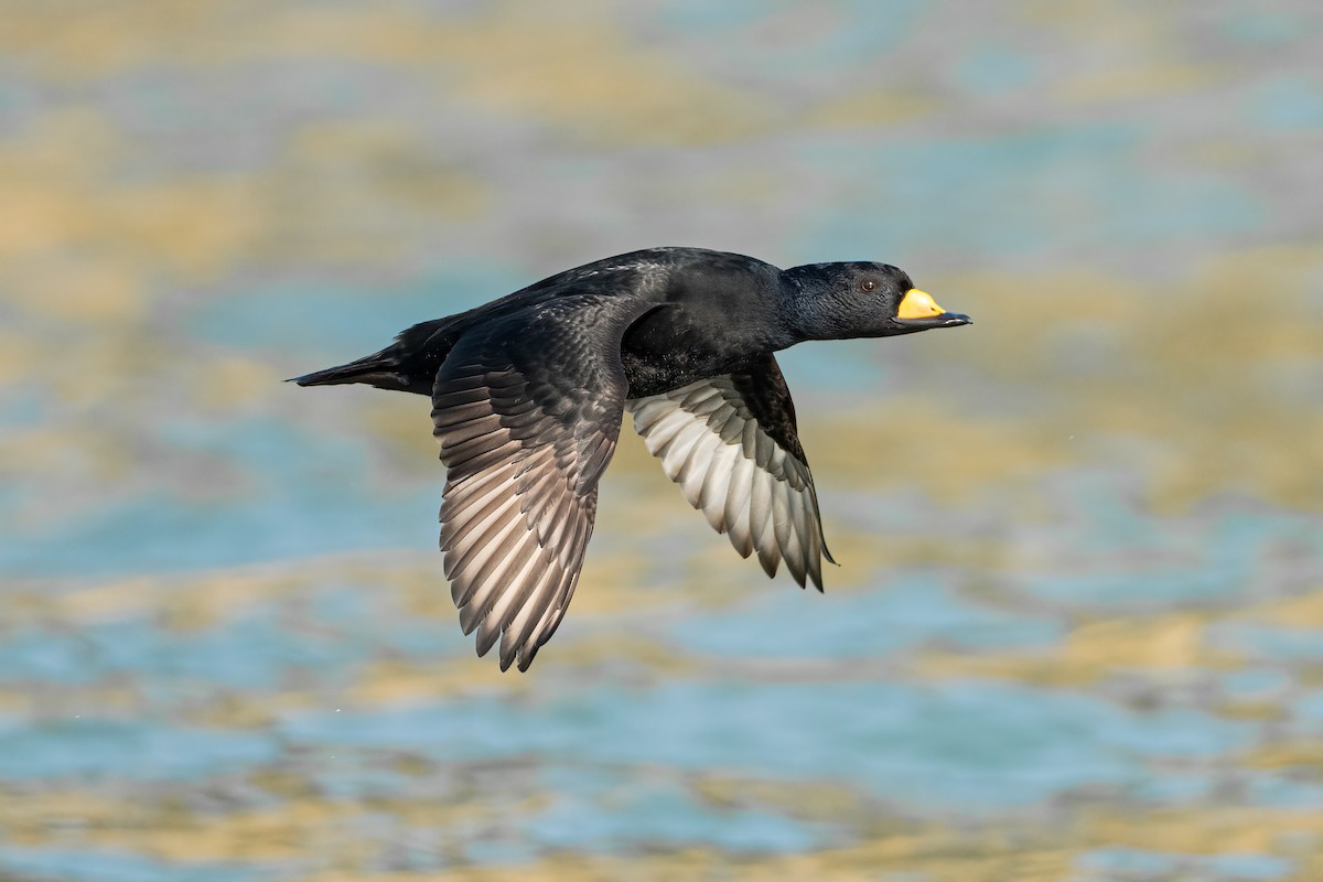 Black Scoter - ML644588963