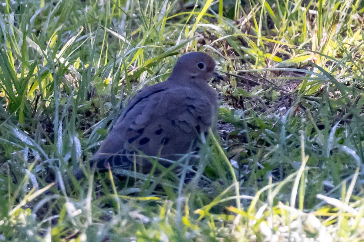 Common Ground Dove - ML644588964