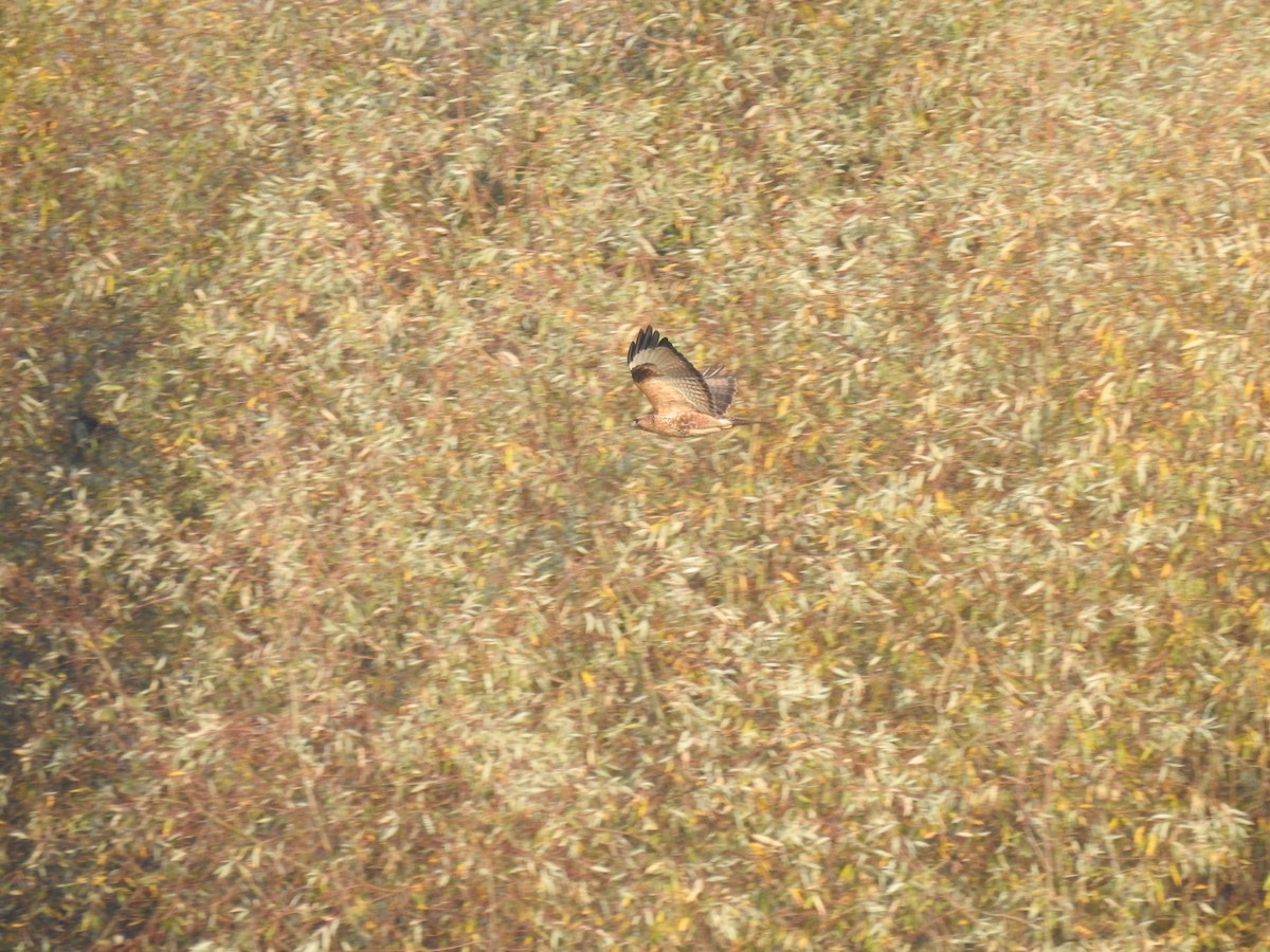 Common Buzzard - ML644588965