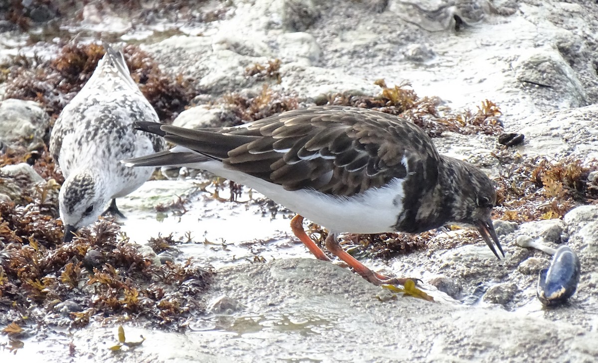 Ruddy Turnstone - ML644588966