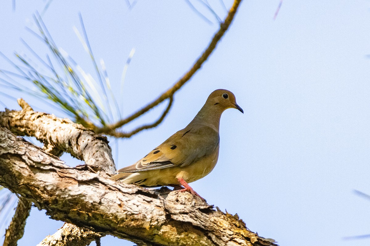 Mourning Dove - ML644588967