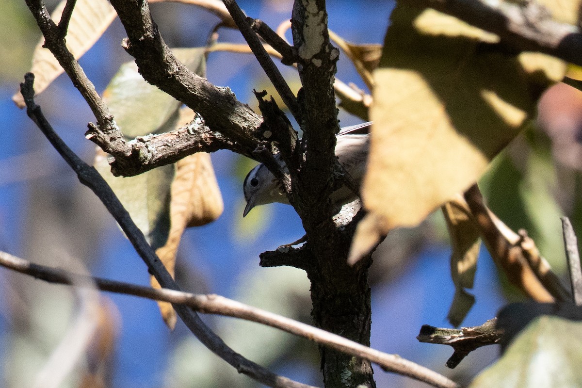 Black-and-white Warbler - ML644588968
