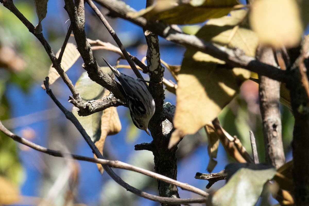 Black-and-white Warbler - ML644588969