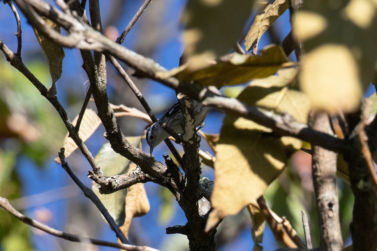 Black-and-white Warbler - ML644588970