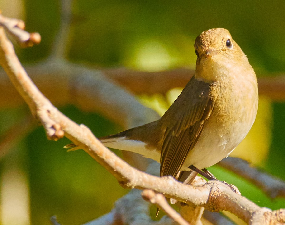 Red-breasted Flycatcher - ML644588973