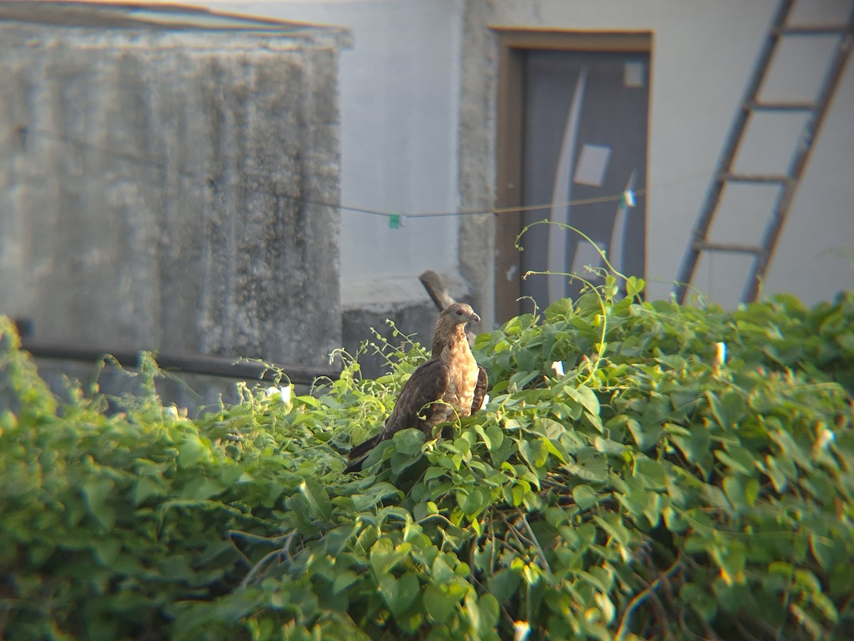 Oriental Honey-buzzard - ML644588976