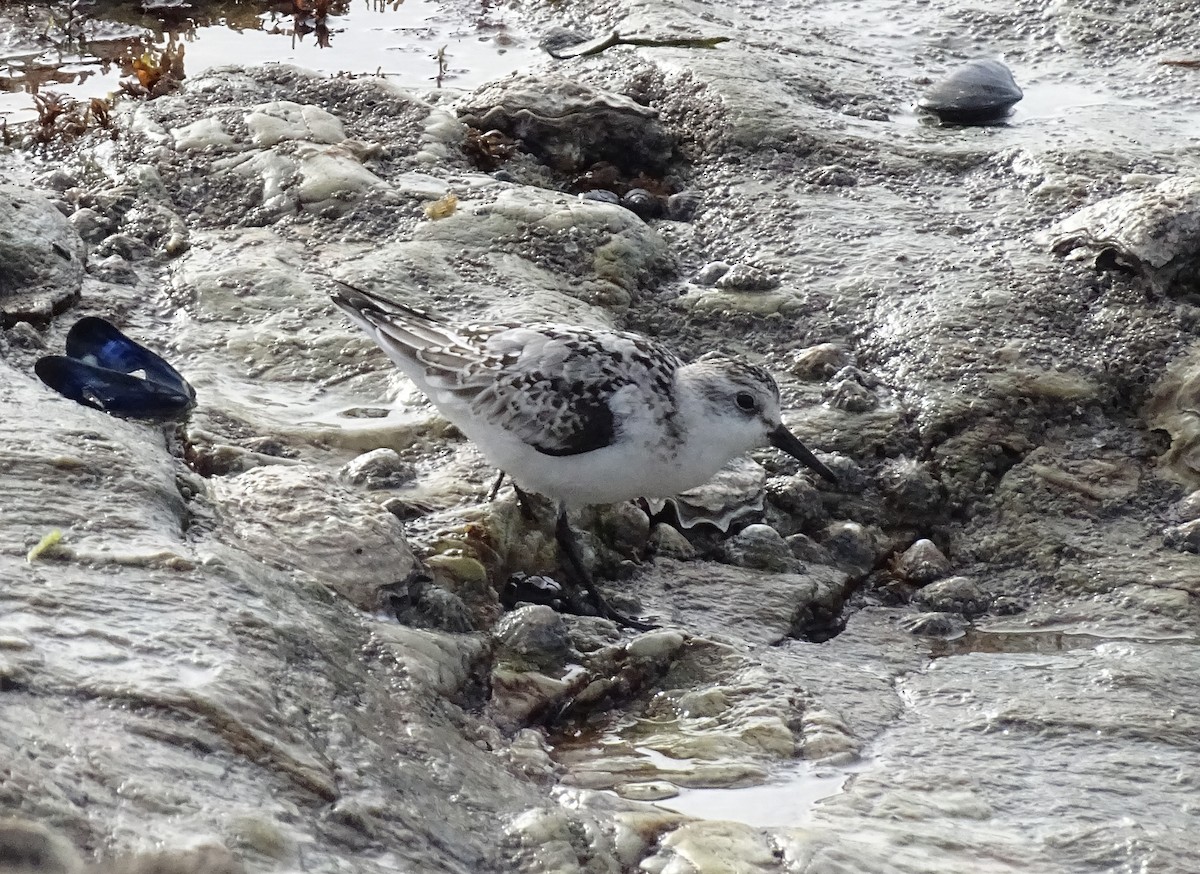 Sanderling - ML644588977