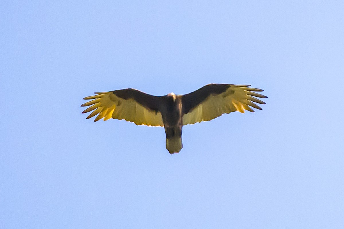 Turkey Vulture - ML644588978