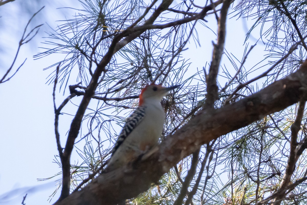 Red-bellied Woodpecker - ML644588984