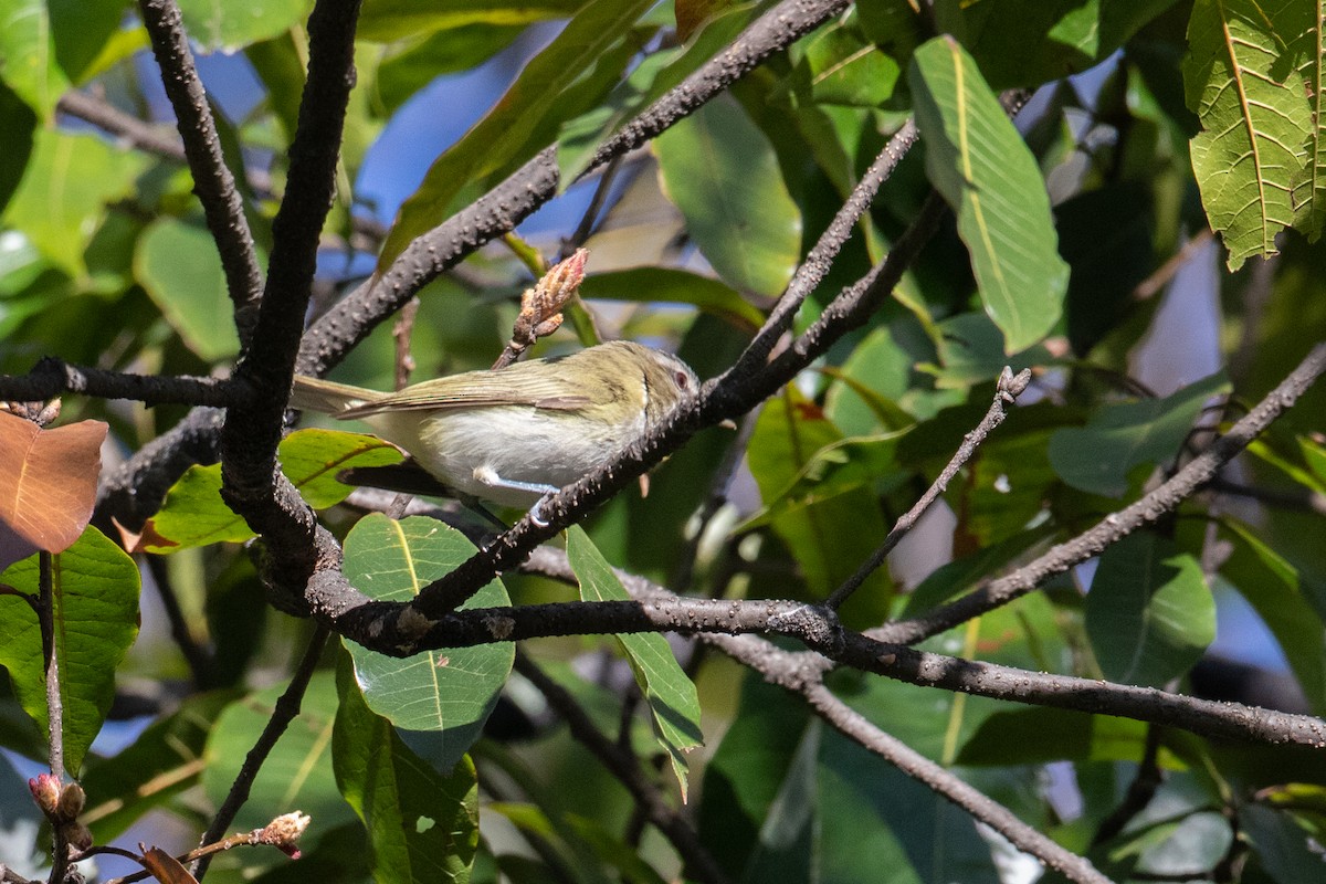 Red-eyed Vireo - ML644588985
