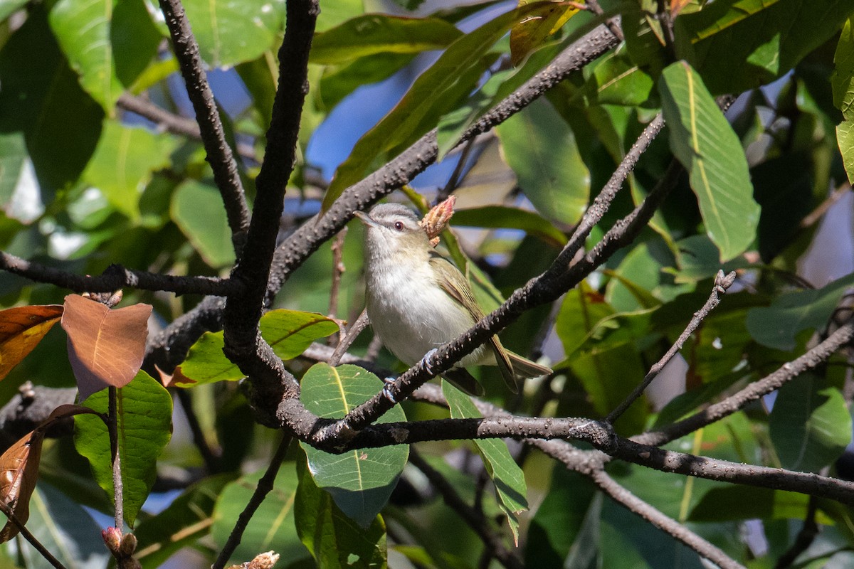Red-eyed Vireo - ML644588987