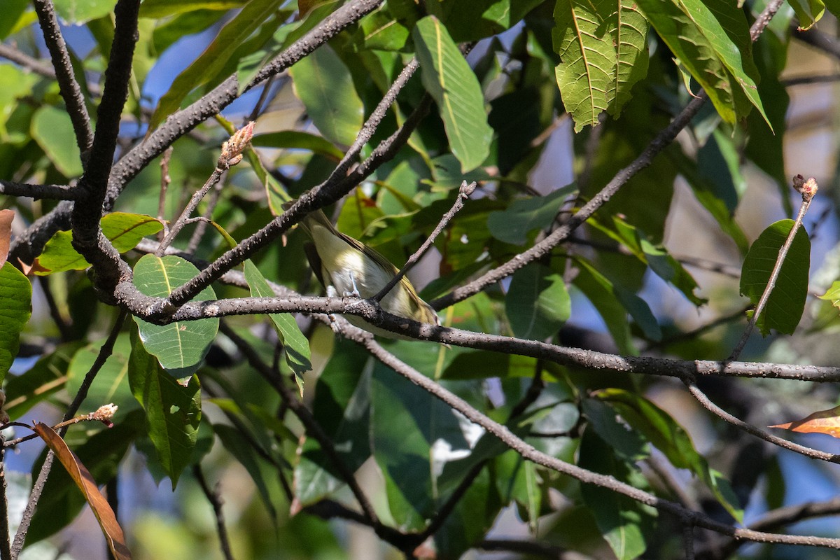 Red-eyed Vireo - ML644588988