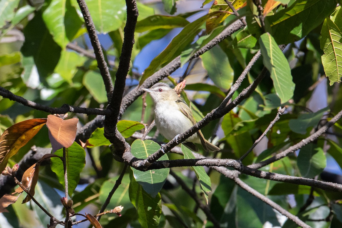Red-eyed Vireo - ML644588989