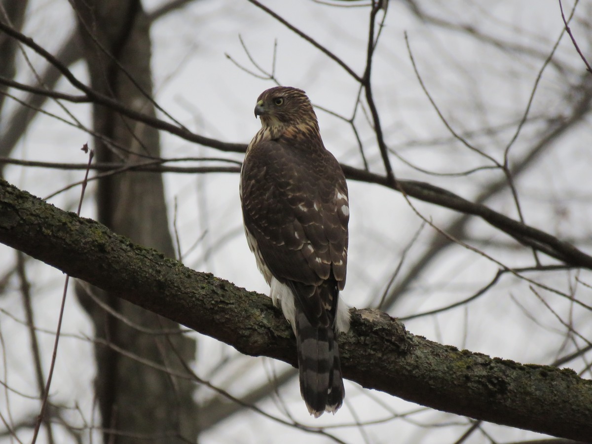 Cooper's Hawk - ML644588990