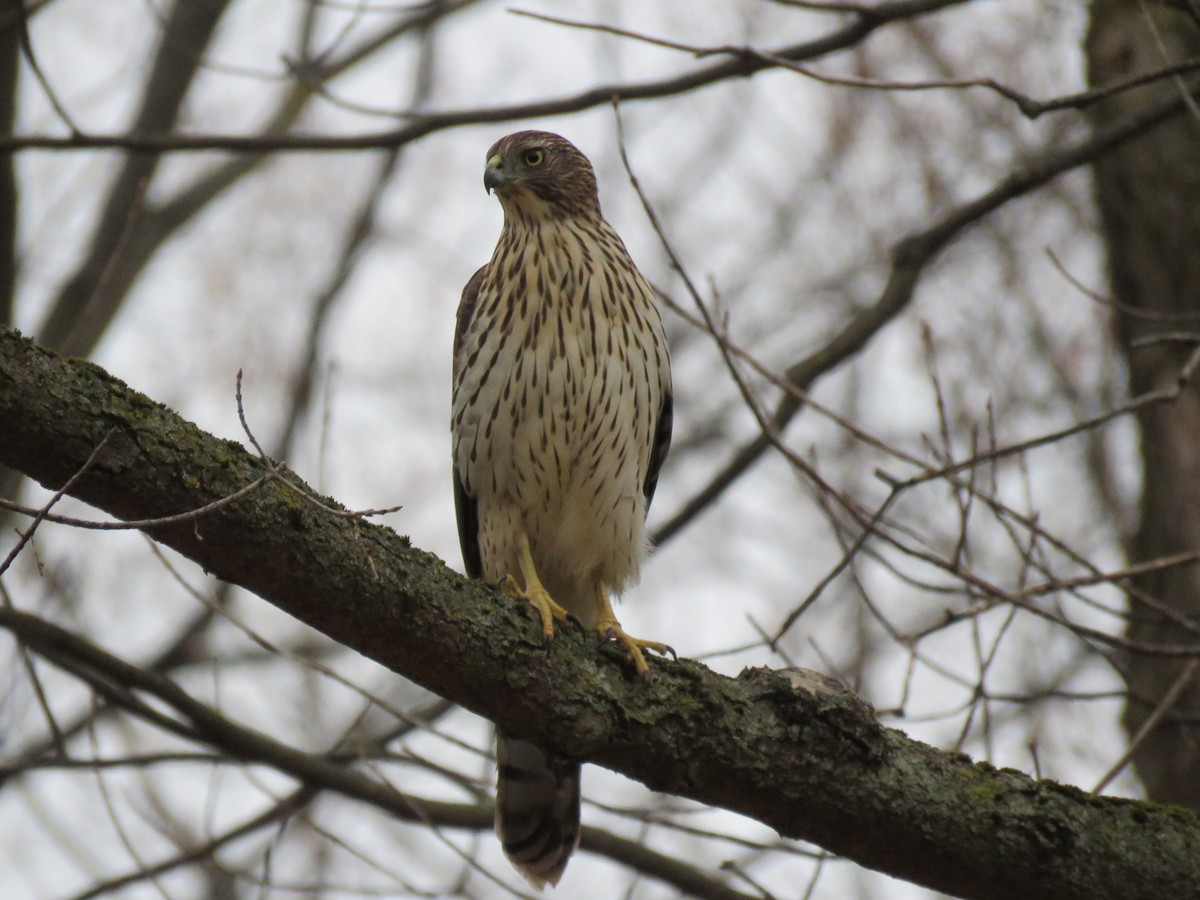Cooper's Hawk - ML644588991
