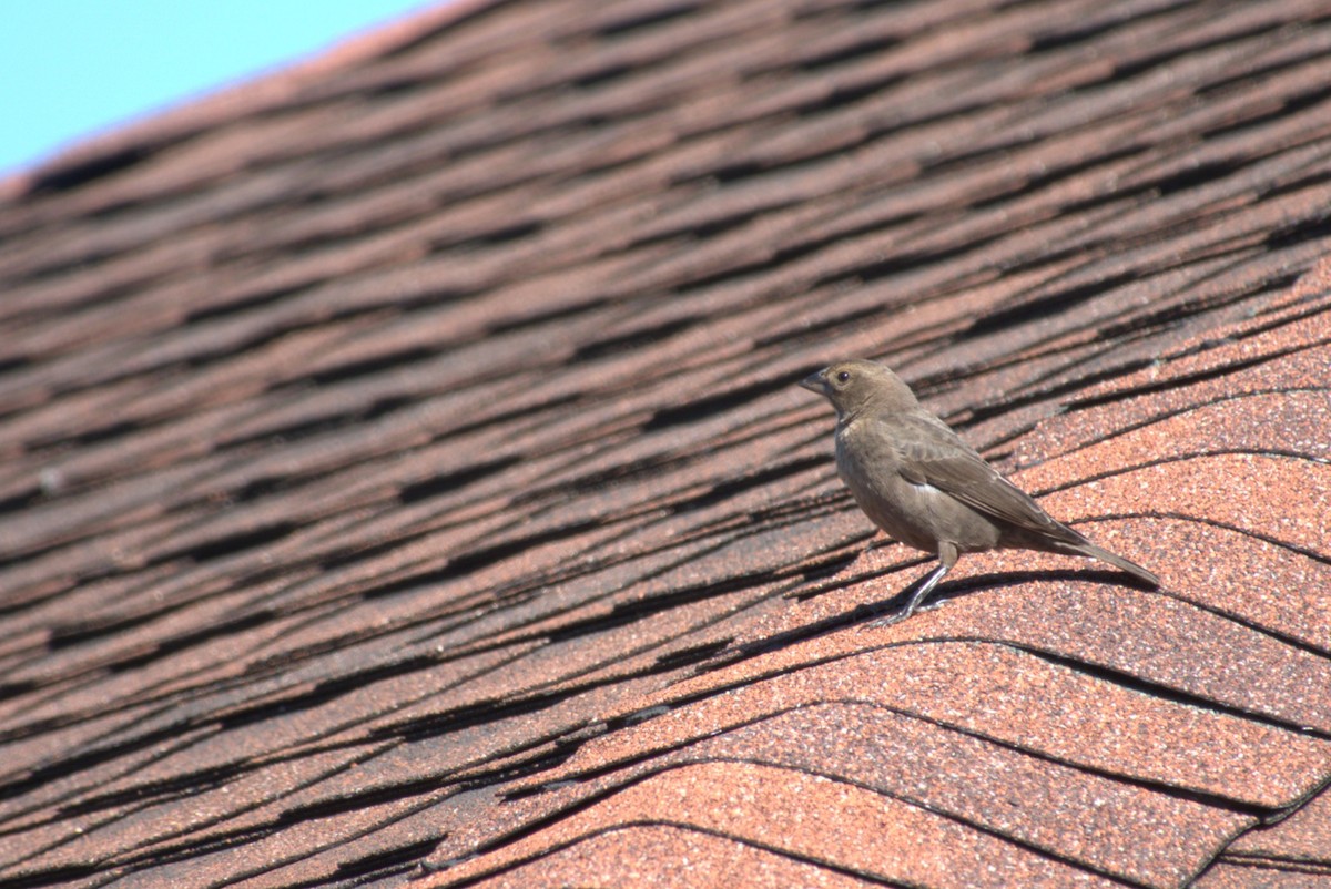 Brown-headed Cowbird - ML644588993