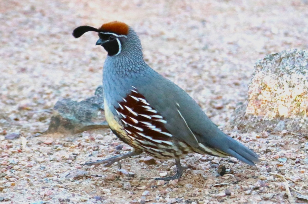 Gambel's Quail - ML644588998