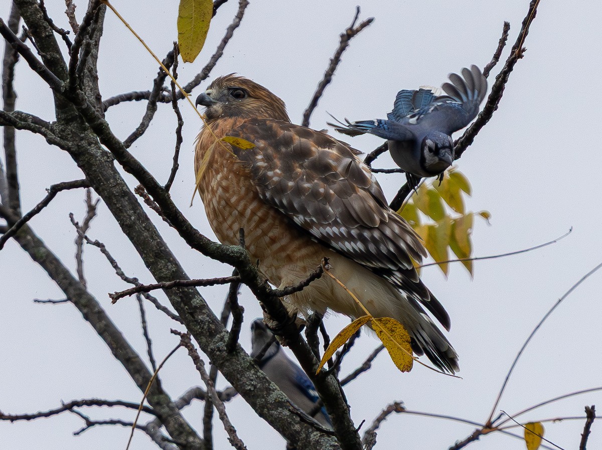 Red-shouldered Hawk - ML644589001