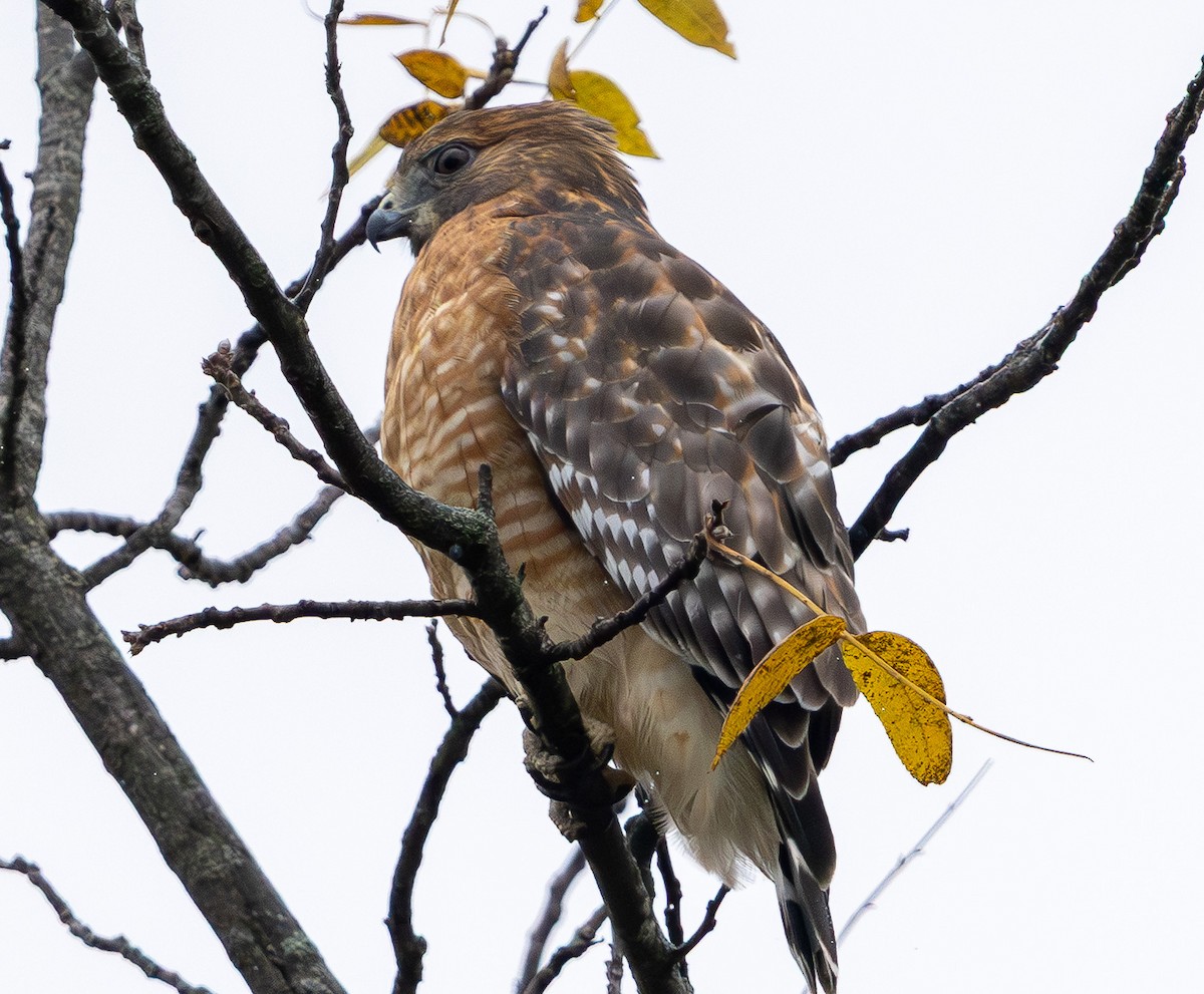 Red-shouldered Hawk - ML644589002