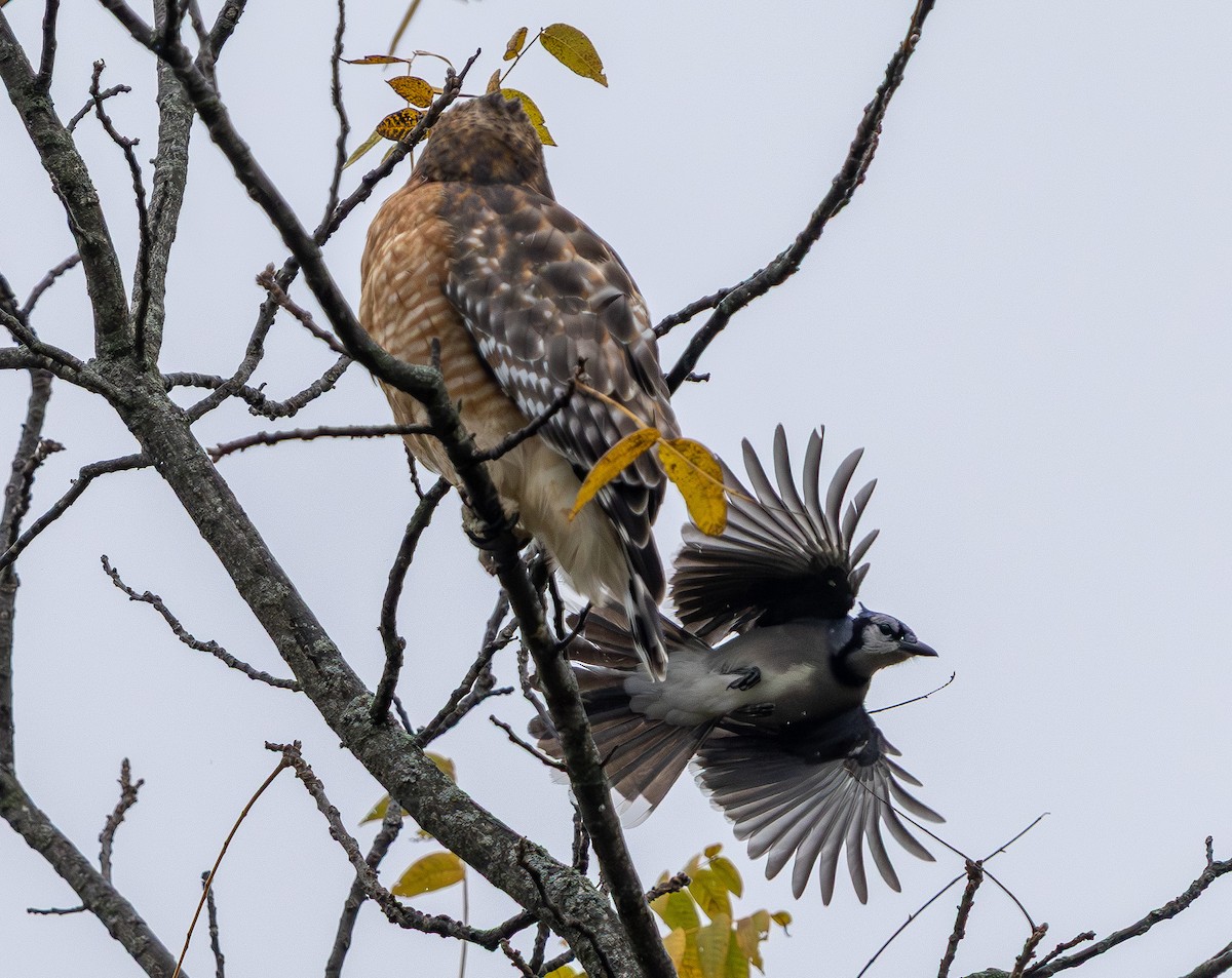 Red-shouldered Hawk - ML644589005