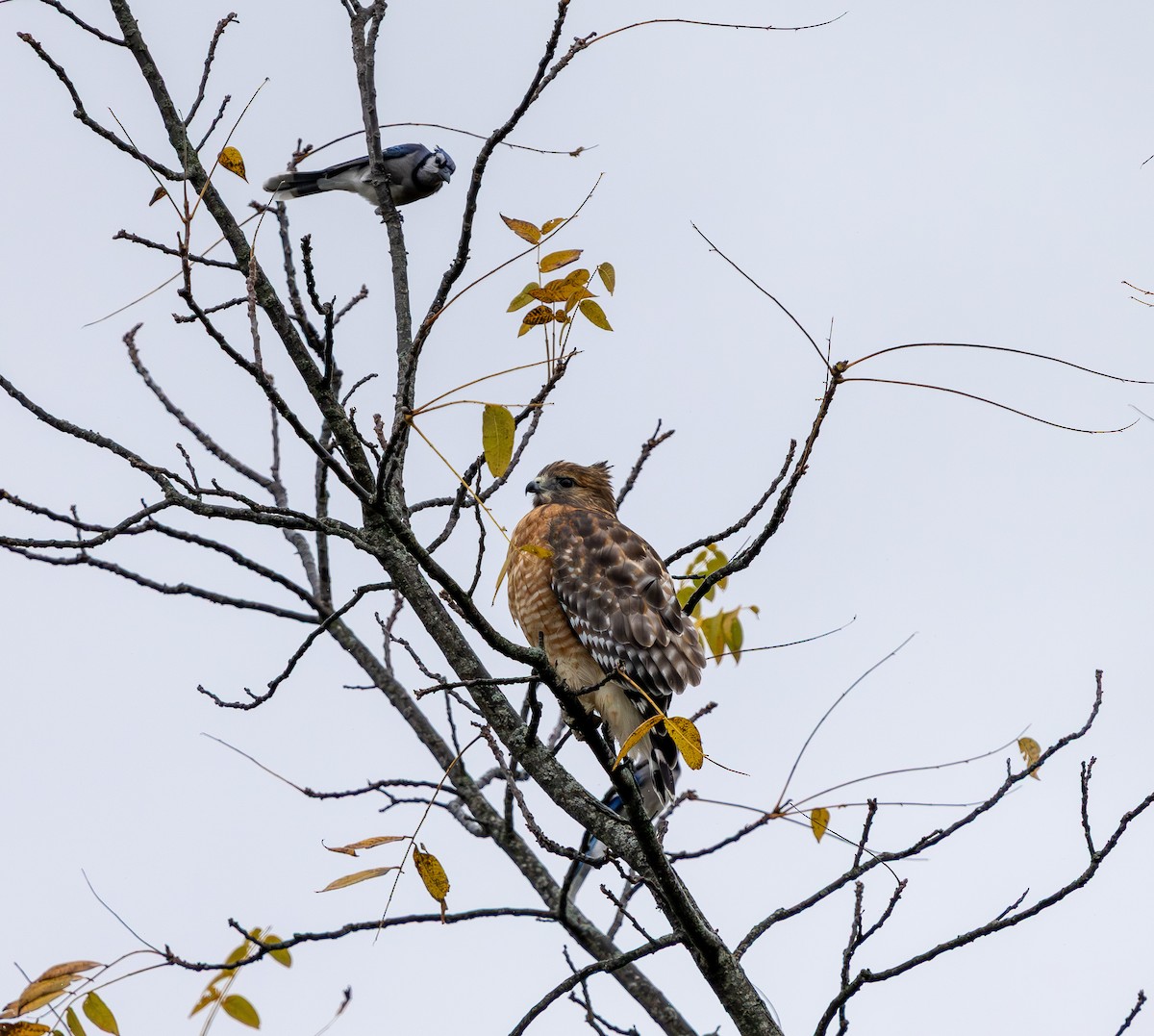 Red-shouldered Hawk - ML644589006