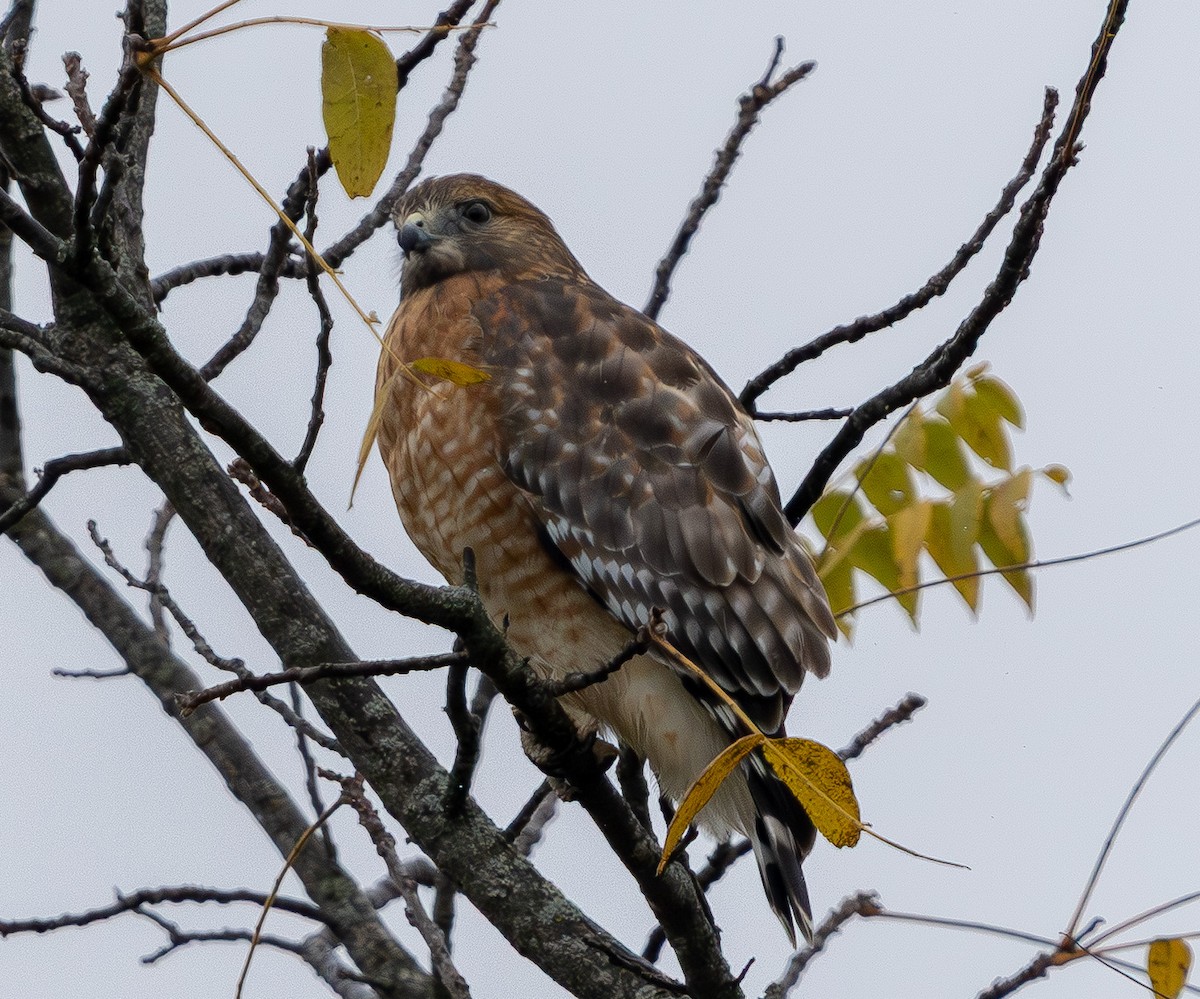 Red-shouldered Hawk - ML644589007