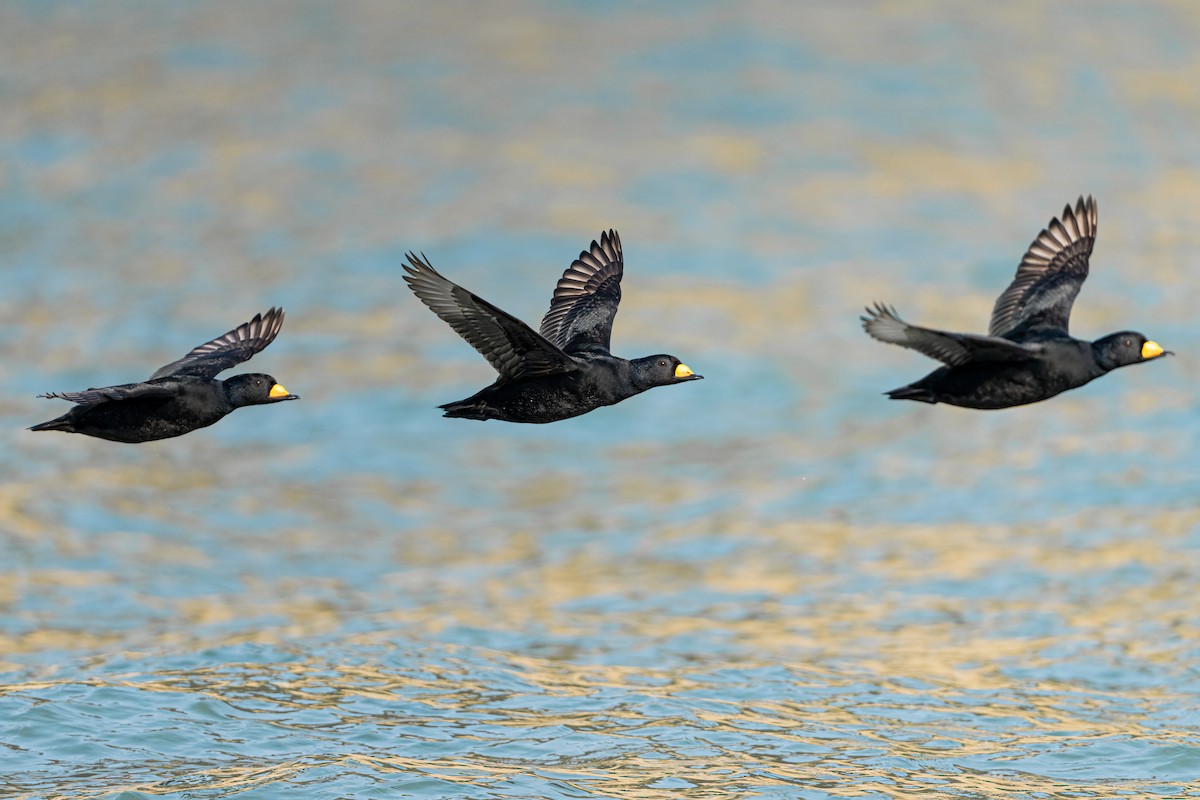 Black Scoter - ML644589014