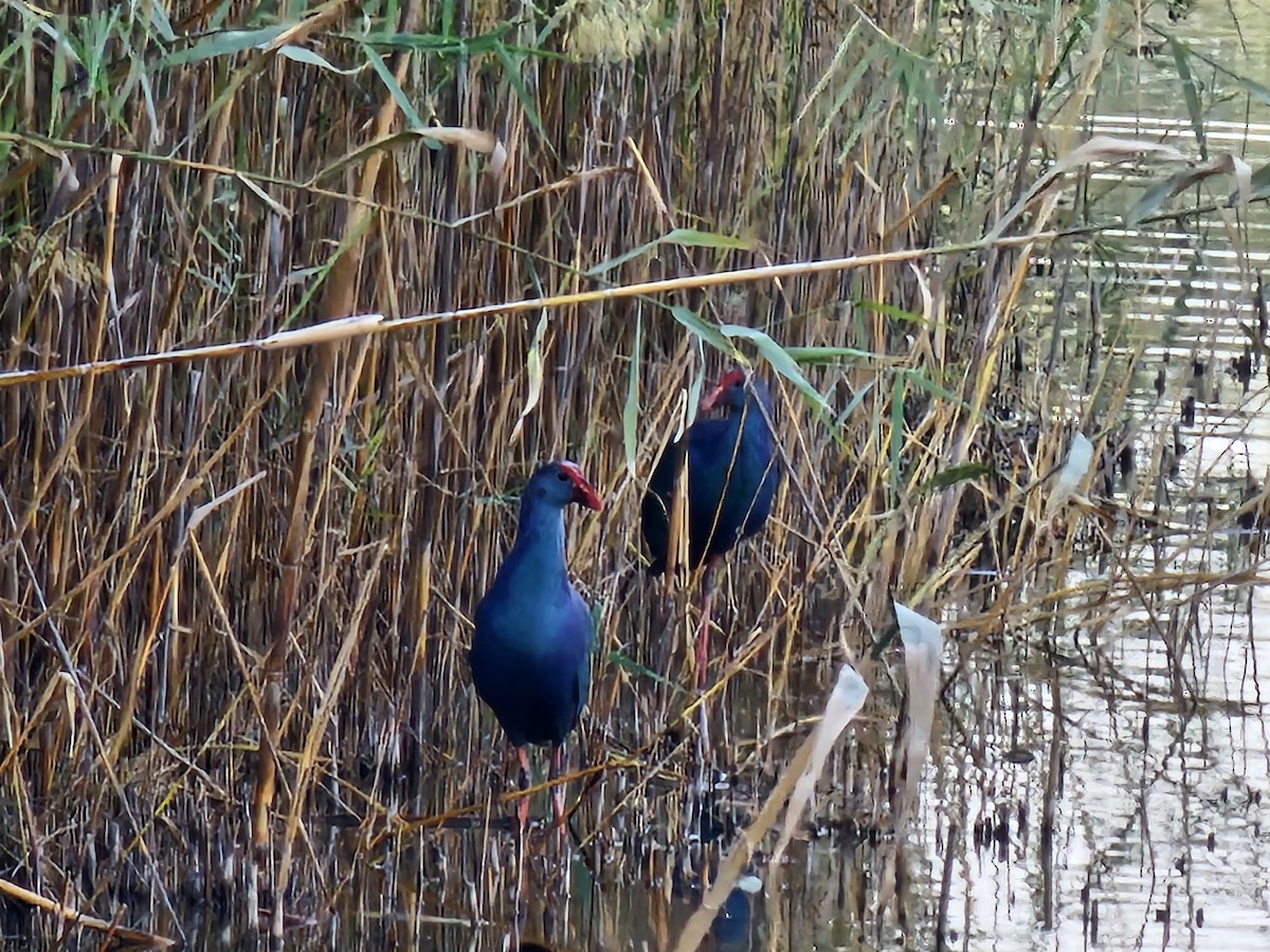 Pollo sultano testagrigia - ML644589015