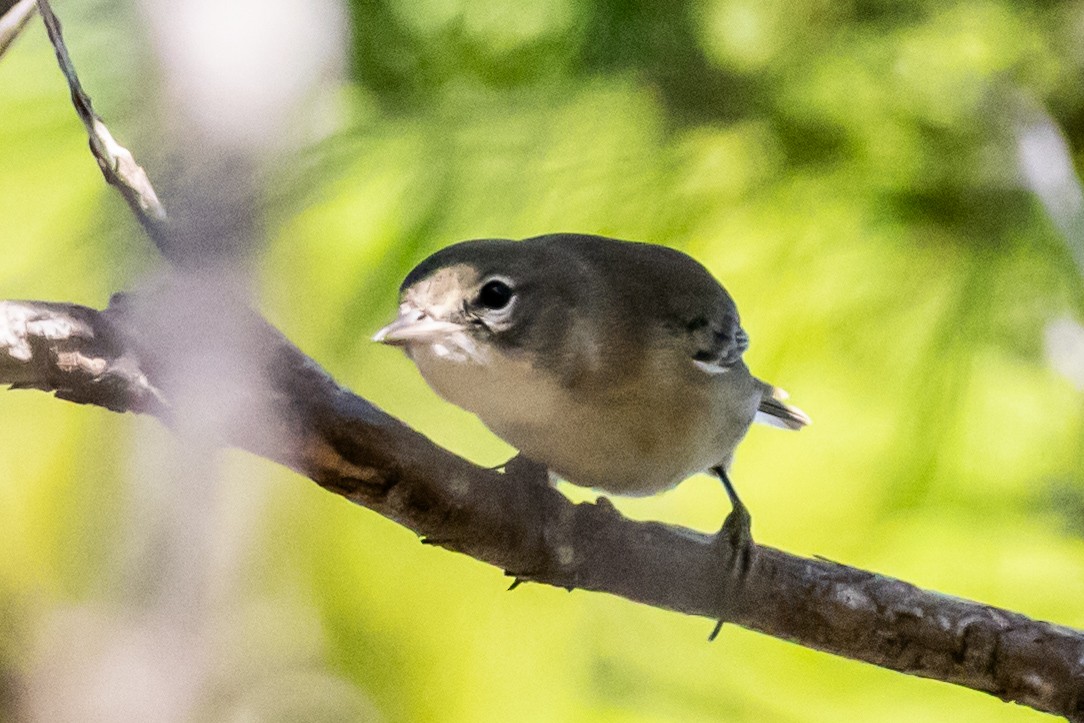 Pine Warbler - ML644589024