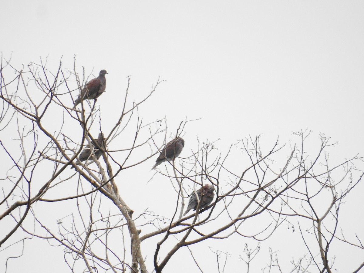 Paloma Colorada - ML644589028