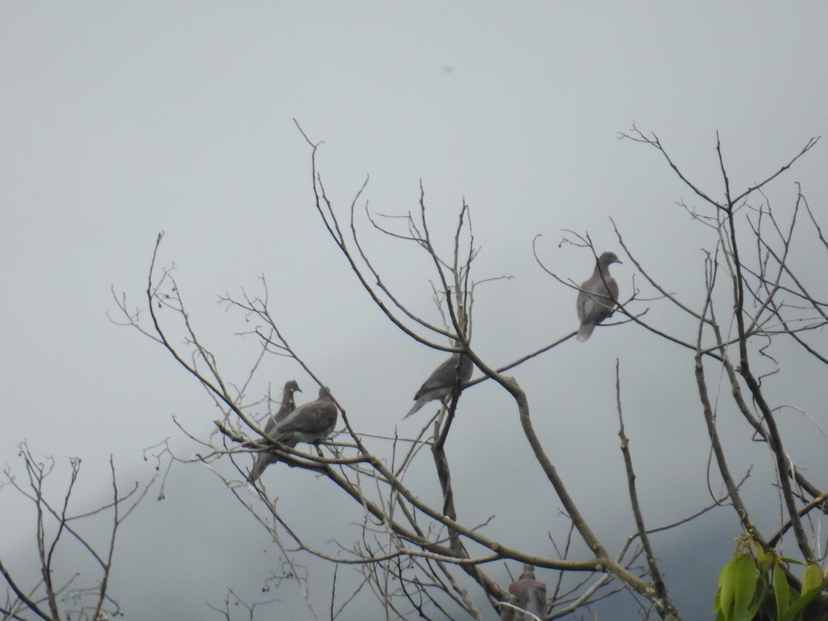 Paloma Colorada - ML644589029