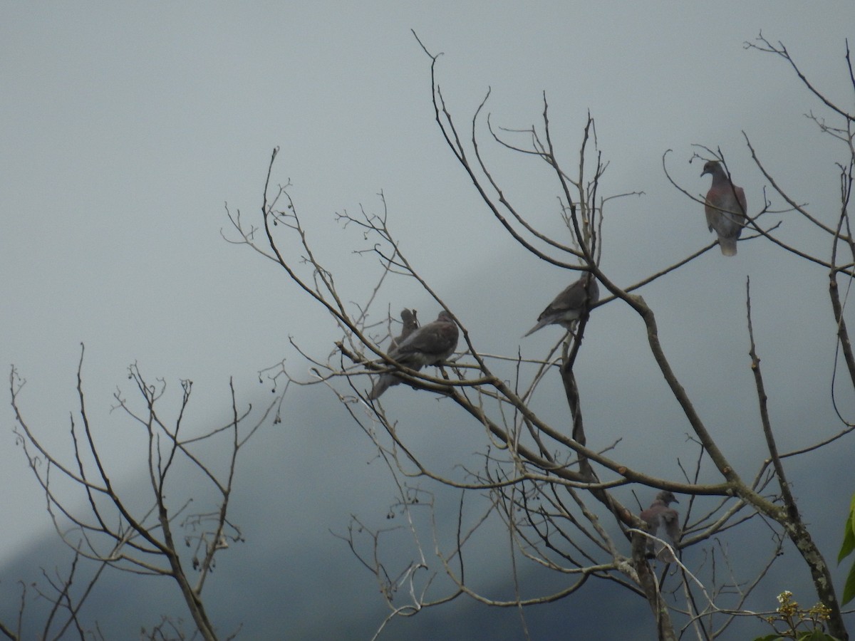 Paloma Colorada - ML644589030