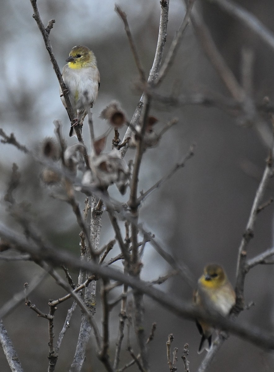 American Goldfinch - ML644589032