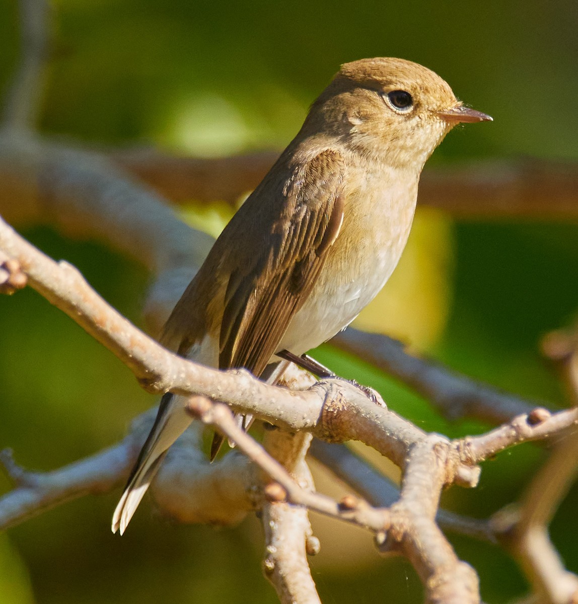 Red-breasted Flycatcher - ML644589034