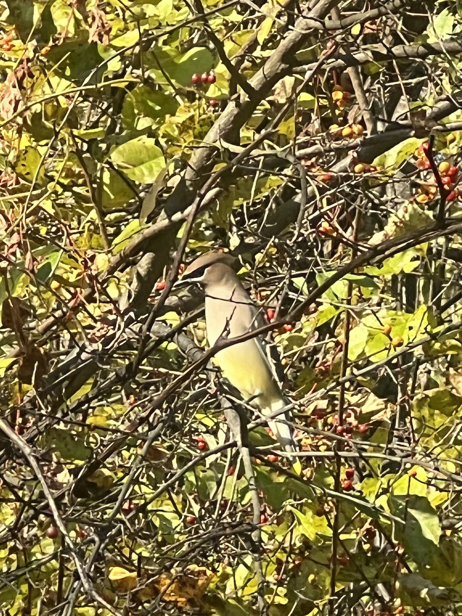 Кедровый свиристель - ML644589035