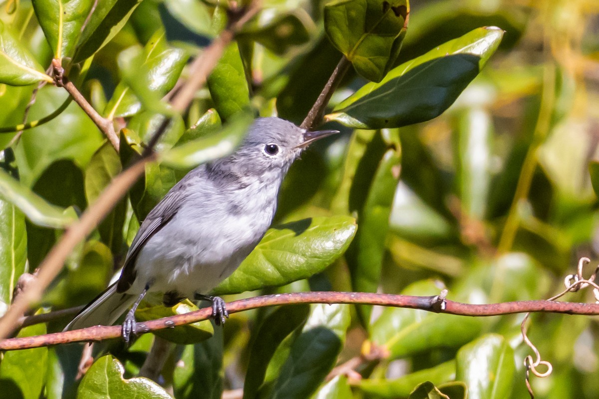 Blue-gray Gnatcatcher - ML644589040