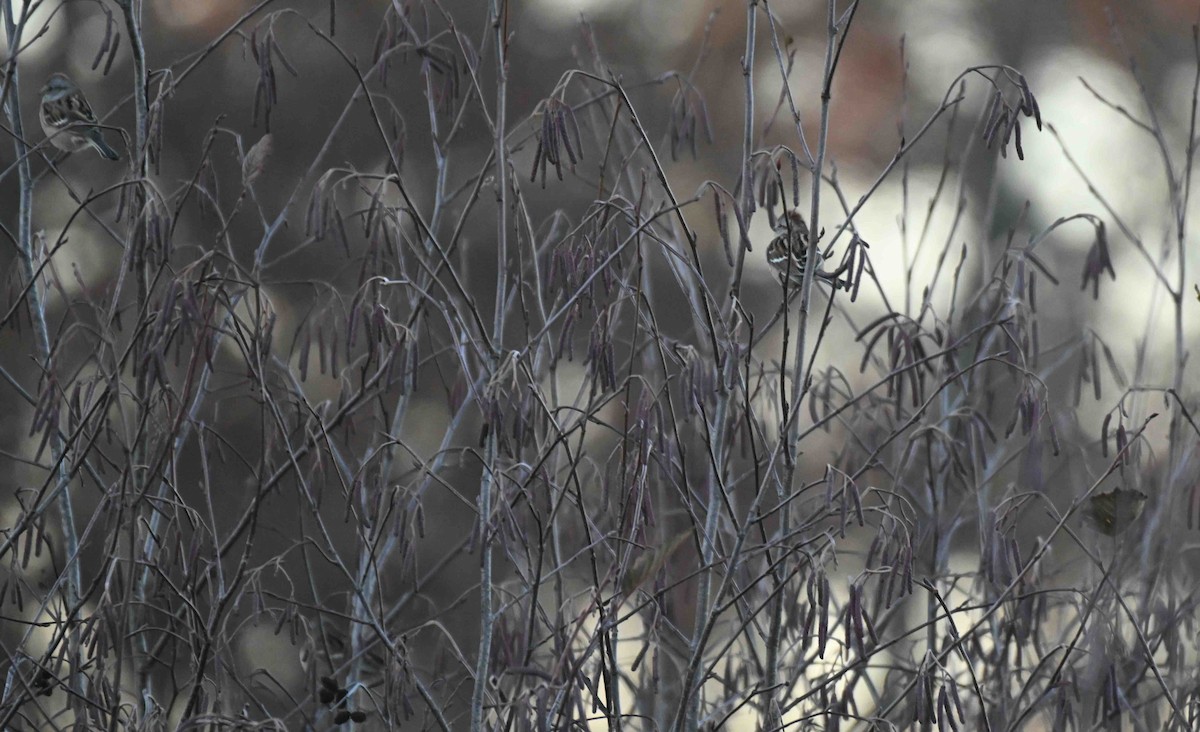 American Tree Sparrow - ML644589042