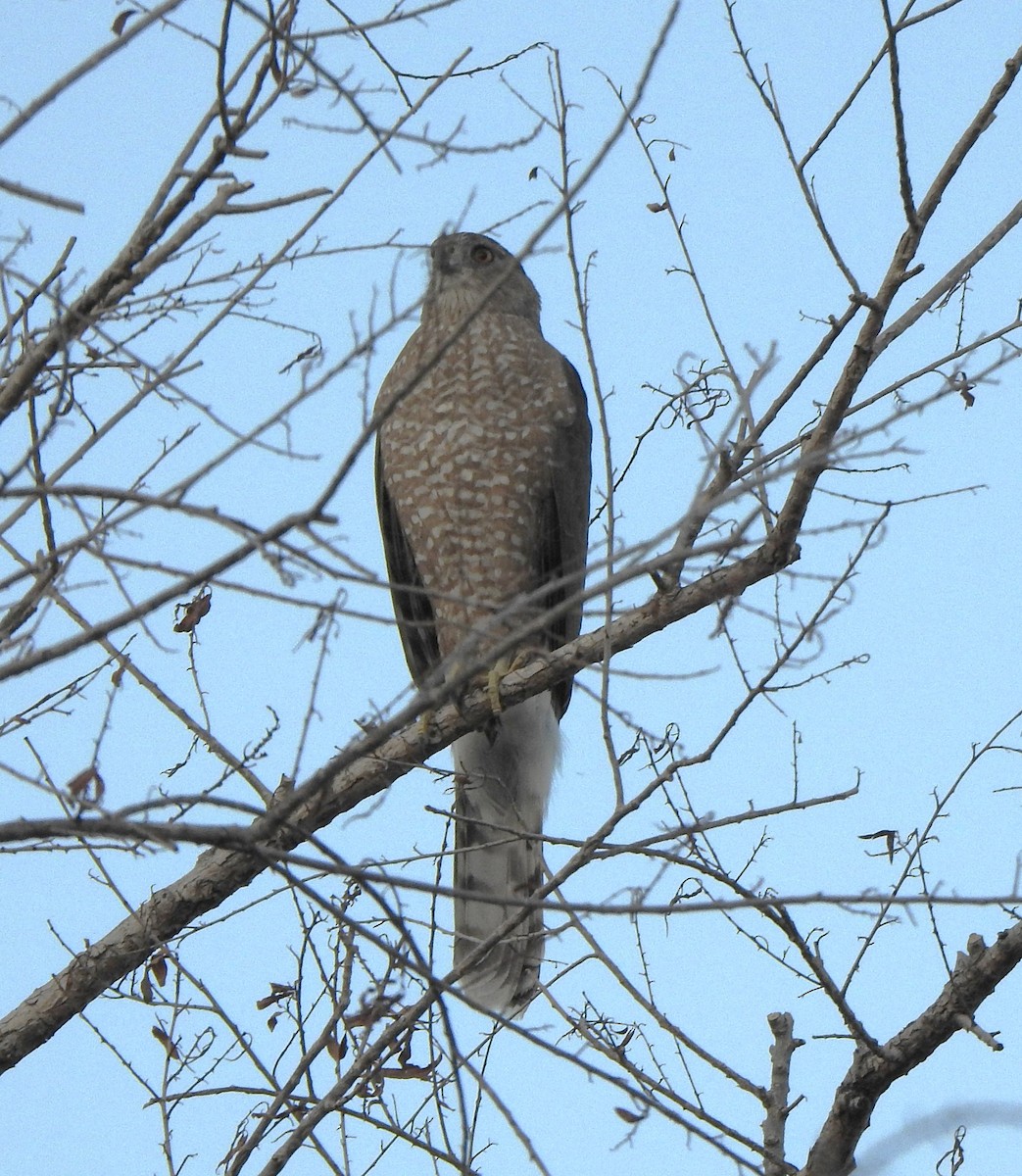 Cooper's Hawk - ML644589044