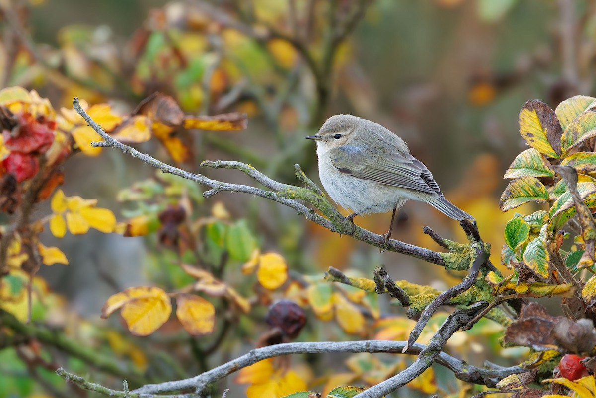 Common Chiffchaff (Siberian) - ML644589050