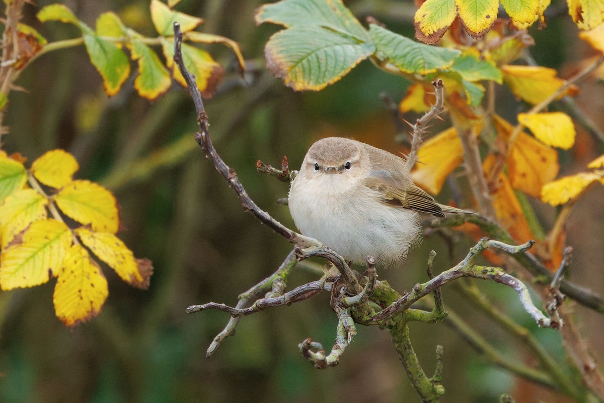Common Chiffchaff (Siberian) - ML644589057