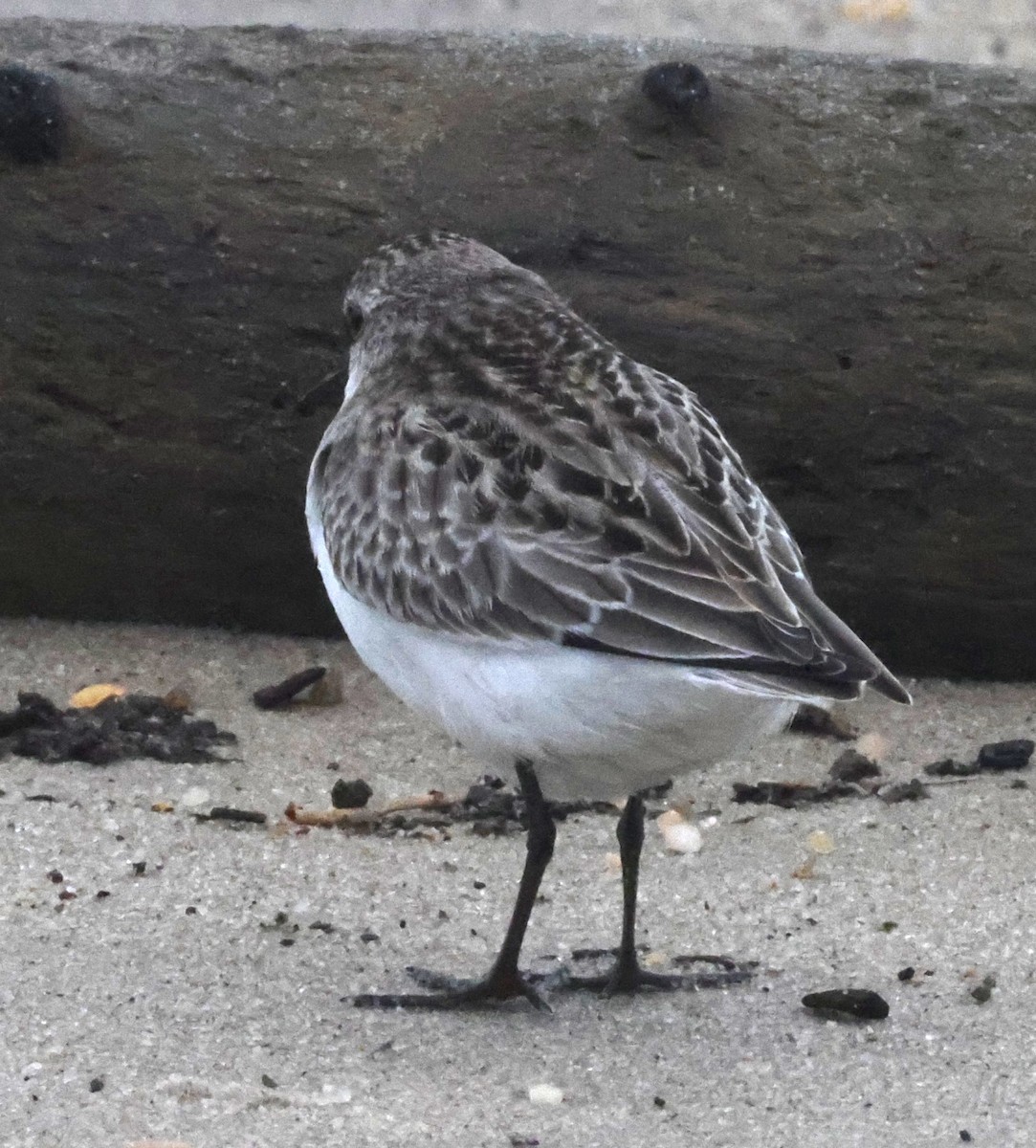 sandsnipe - ML644589061